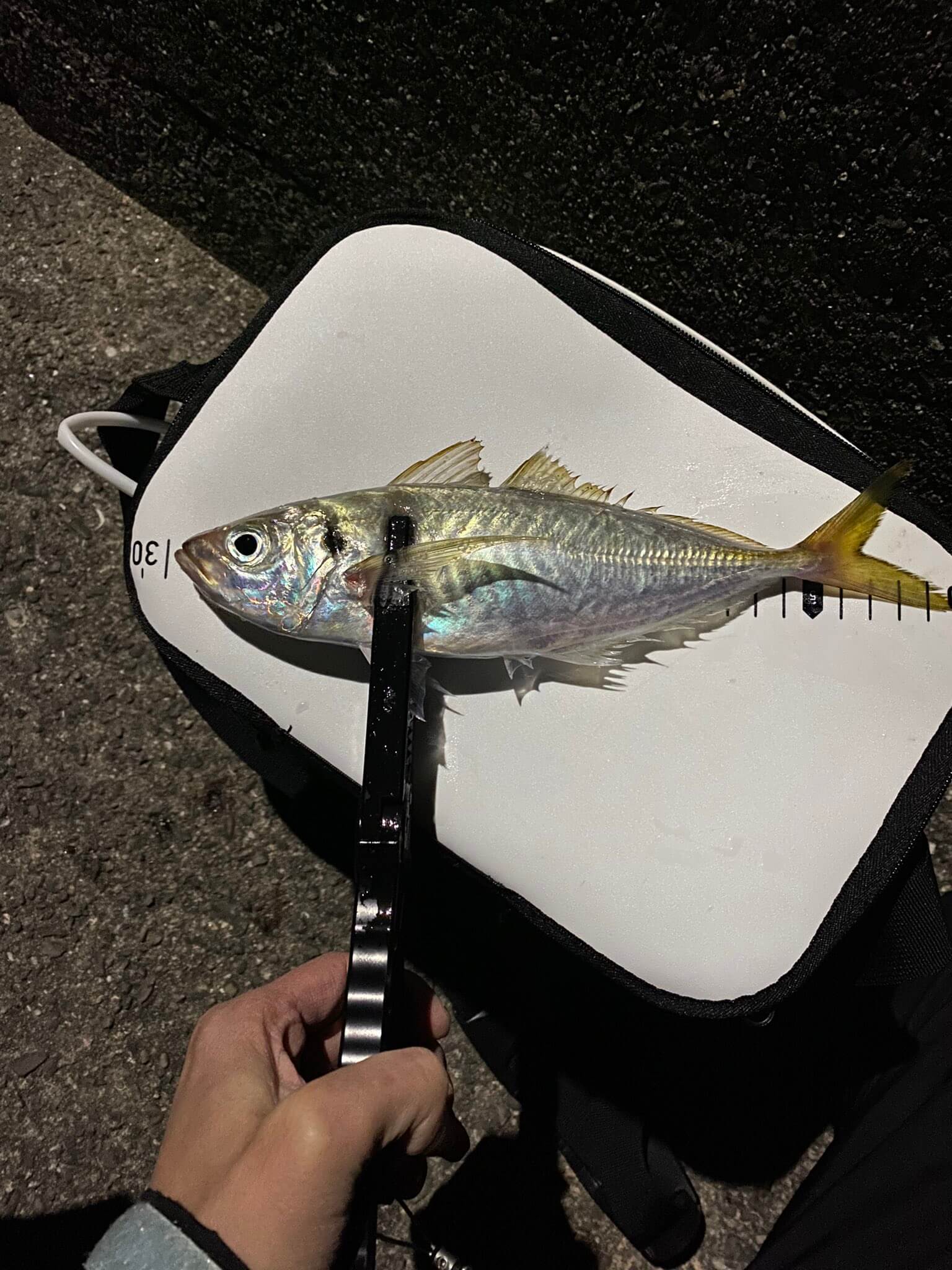 大阪 堺 酔心 SUISIN